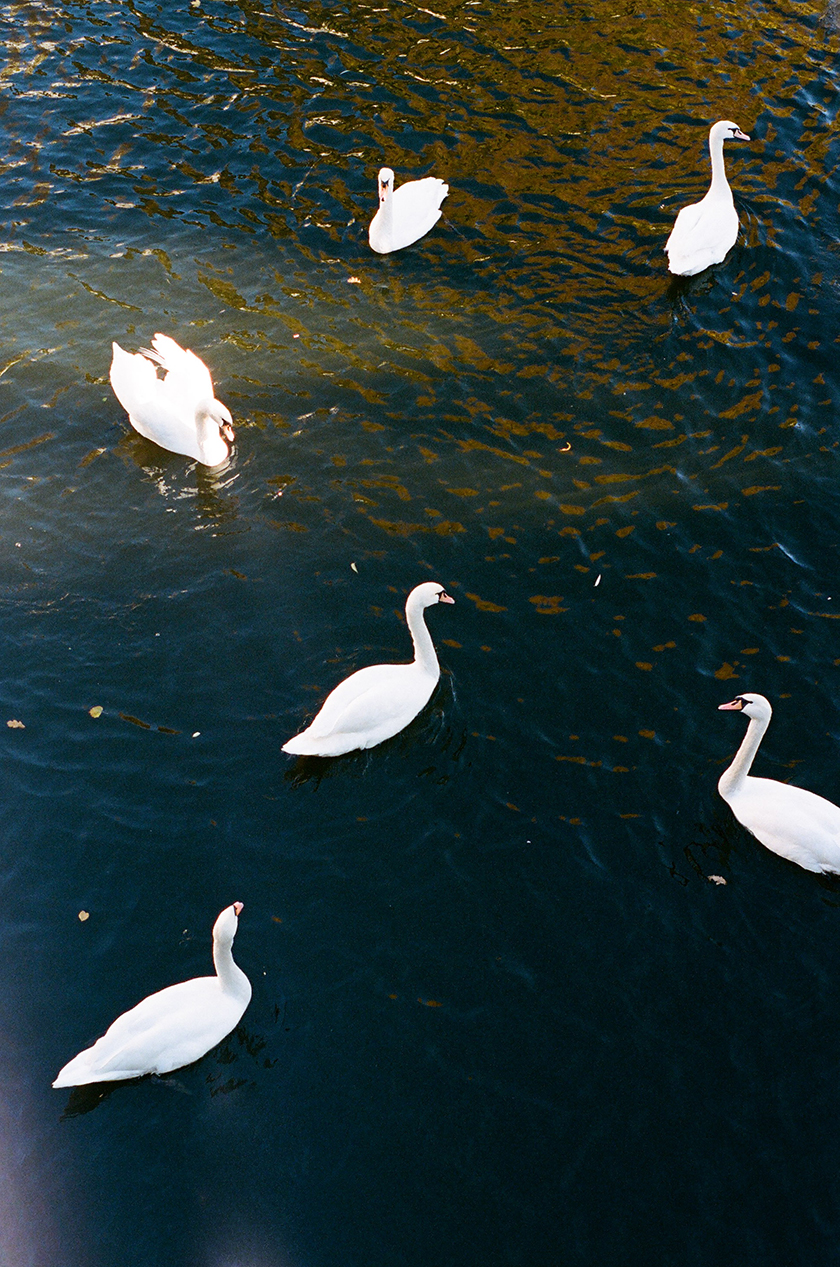 swans, Berlín, Personal Project by photographer Beatriz Janer