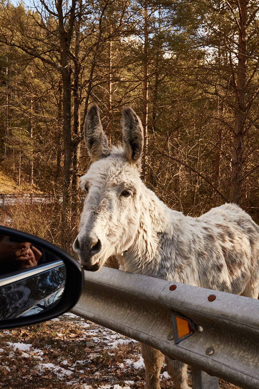 A donkey in the field next to a car 