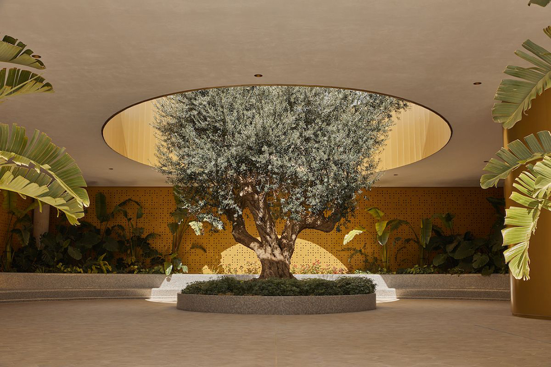 Image of a tree inside a building by Beatriz Janer. 