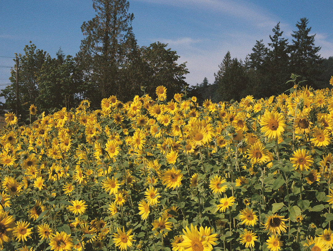 sunflower field