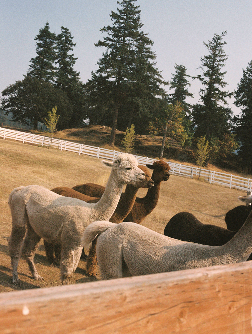 Image of the llamas, a very characteristic animal on the island of San Juan. 