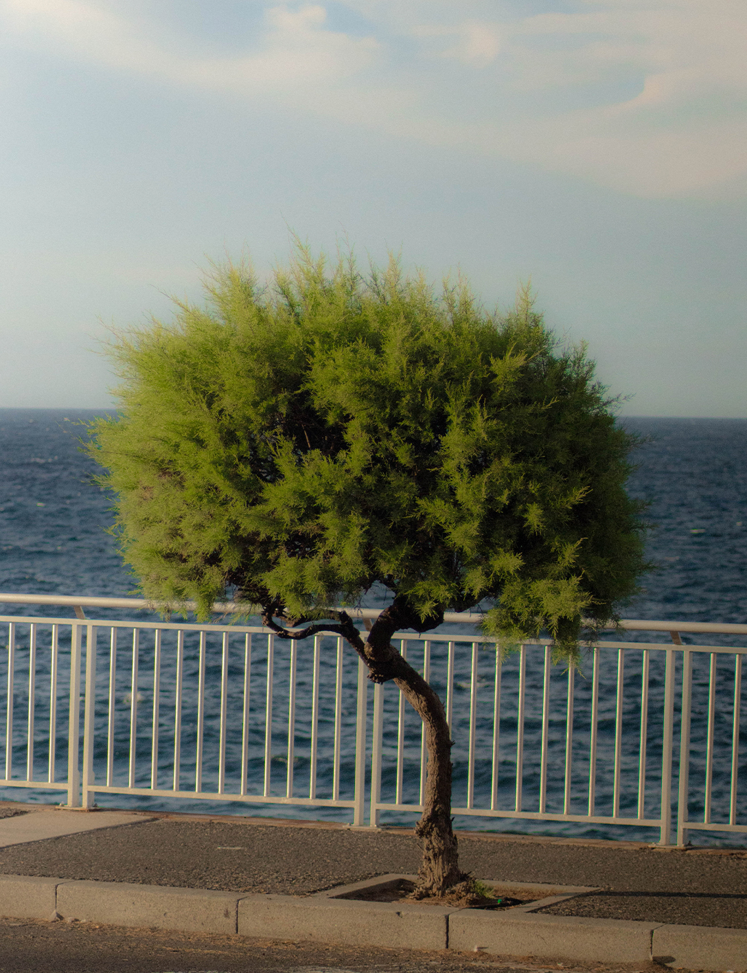 TENERIFE - Maria Huerga - 8AM