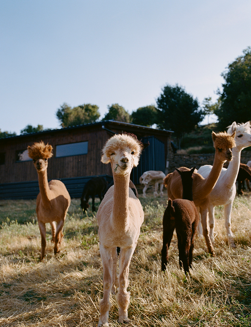 Editorial Alpacas - Glamour Magazine - Berta Pfirsich